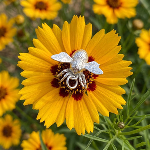 bee charm
